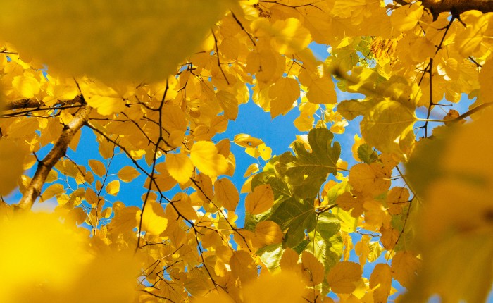 Embracing The Intentionality Of&nbsp;Nature