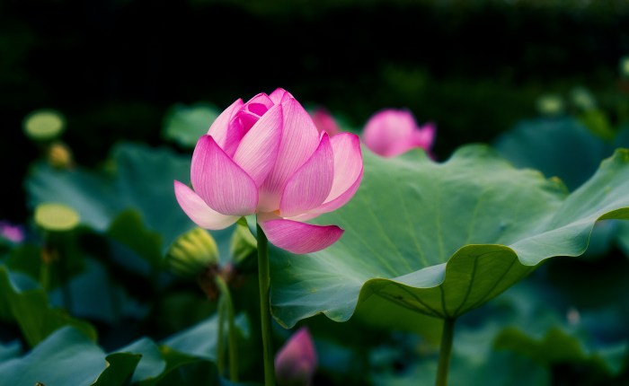 The Magnetic Pull Of The Mud People